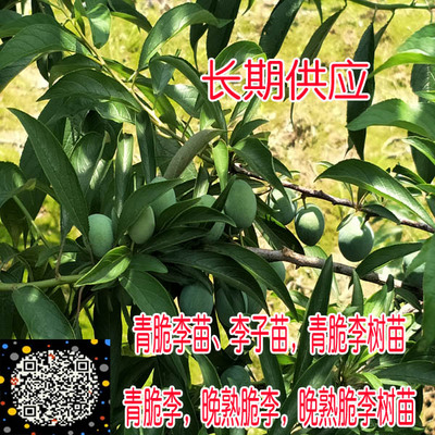 重庆‍晚熟脆李